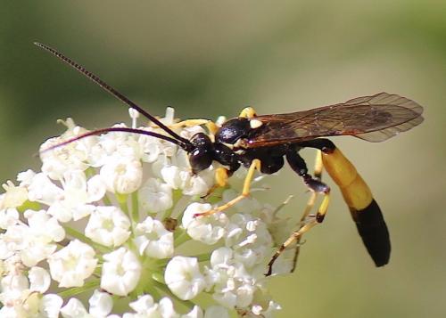 Réf. 247 958 : Ichneumon sp.